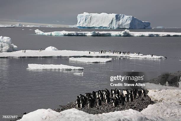 adelie penguins on half moon island in antarctica - animal liver foto e immagini stock