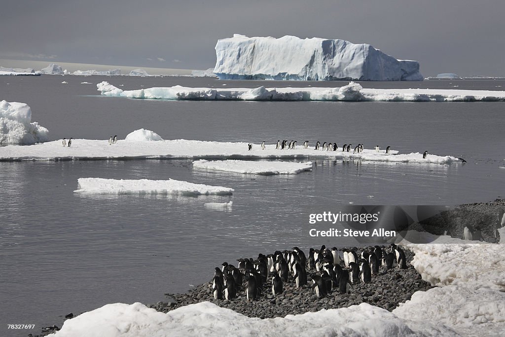 Adelie penguins on Half Moon Island in Antarctica