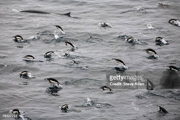 chinstrap penguins swimming with an antarctic minke whale - animal liver foto e immagini stock