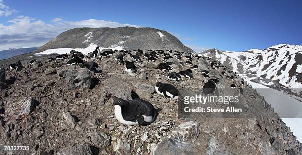colony of adelie penguins on paulet island, antarctica - animal liver foto e immagini stock