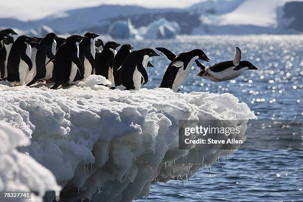 adelie penguins diving into the sea in antarctica - 動物の肝臓 ストックフォトと画像