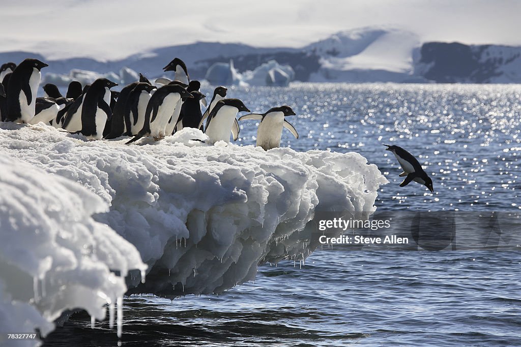 Adelie penguins diving into the sea in Antarctica