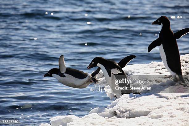 adelie penguins diving into the sea - animal liver foto e immagini stock