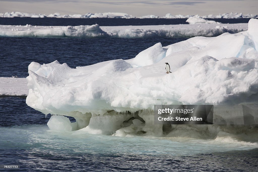 Gentoo penguin standing on an iceberg in Antarctica