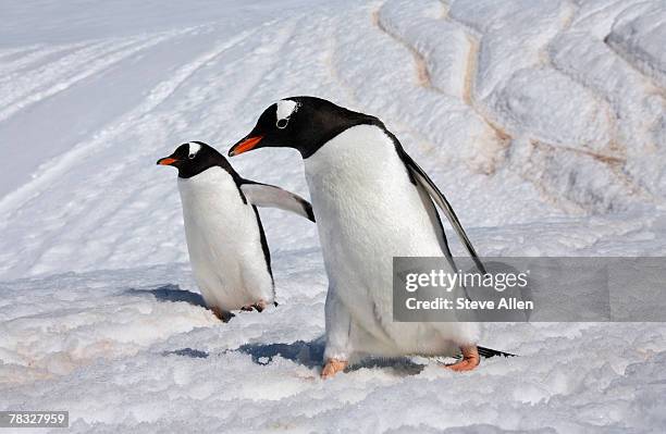 gentoo penguins in danko island, antarctica - animal liver foto e immagini stock