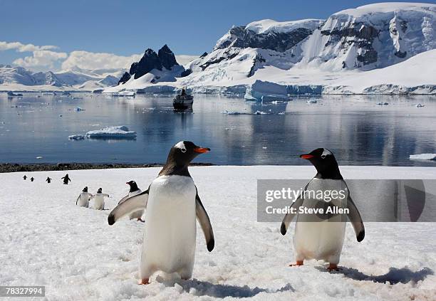 gentoo penguins on danko island, antarctica - animal liver foto e immagini stock