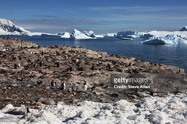 colony of gentoo penguins on danko island in antarctica - 動物の肝臓 ストックフォトと画像