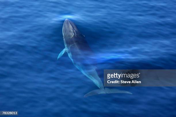 antarctic minke whale - minke whale stock pictures, royalty-free photos & images