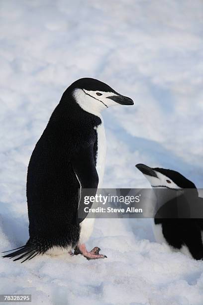 chinstrap penguins - animal liver foto e immagini stock