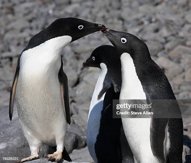 adelie penguins in antarctica - 動物の肝臓 ストックフォトと画像