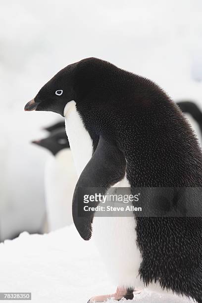 adelie penguins in antarctica - animal liver foto e immagini stock