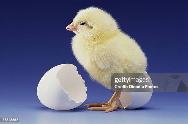chick and cracked egg - chick egg stock pictures, royalty-free photos & images