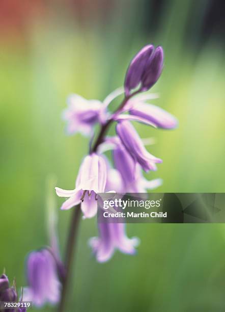 bluebell in flower - hyacinthaceae stock pictures, royalty-free photos & images