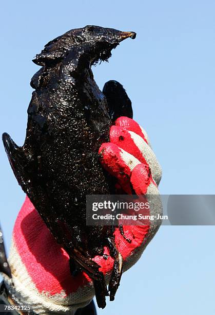 Veterinarian Kim Shin-Hwan shows a migratory bird covered in oil from the spill from oil tanker, on December 9, 2007 in Taean, South Korea. Hundreds...
