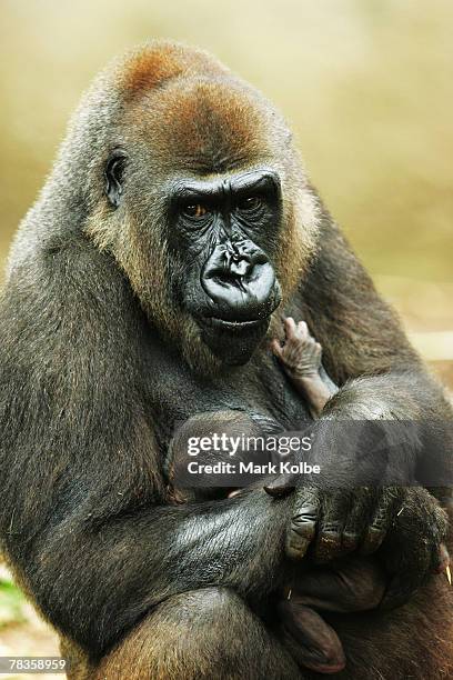 Frala keeps a watchful eye on her surroundings as she holds her male infant who is the newest addition to the Western Lowland Gorilla group at...