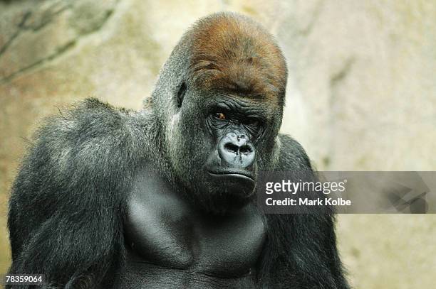 Kibabu the silverback keeps a watchful eye on surroundings as the media cover the exhibit re-opening after the birth of a male infant who is the...