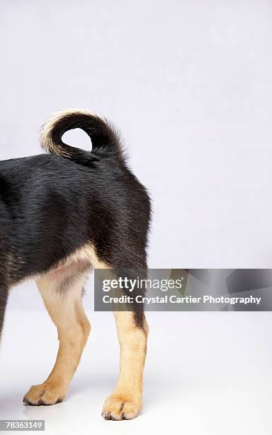 Dog Rear End Photos et images de collection - Getty Images