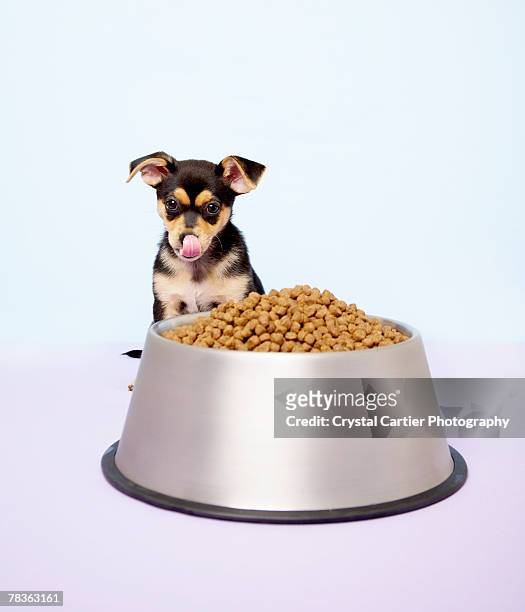chihuahua puppy and large dog bowl - toy dog fotografías e imágenes de stock