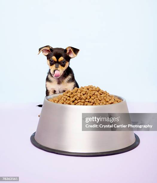 chihuahua puppy and large dog bowl - big dog little dog stock pictures, royalty-free photos & images