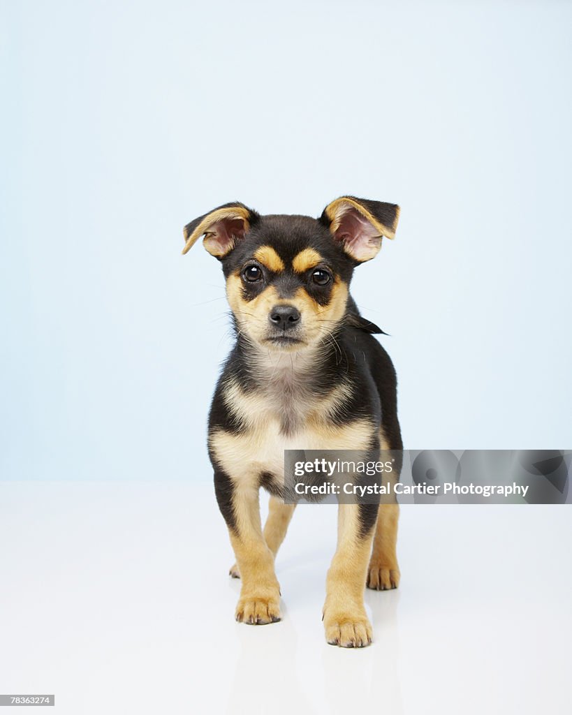 Portrait of Chihuahua puppy