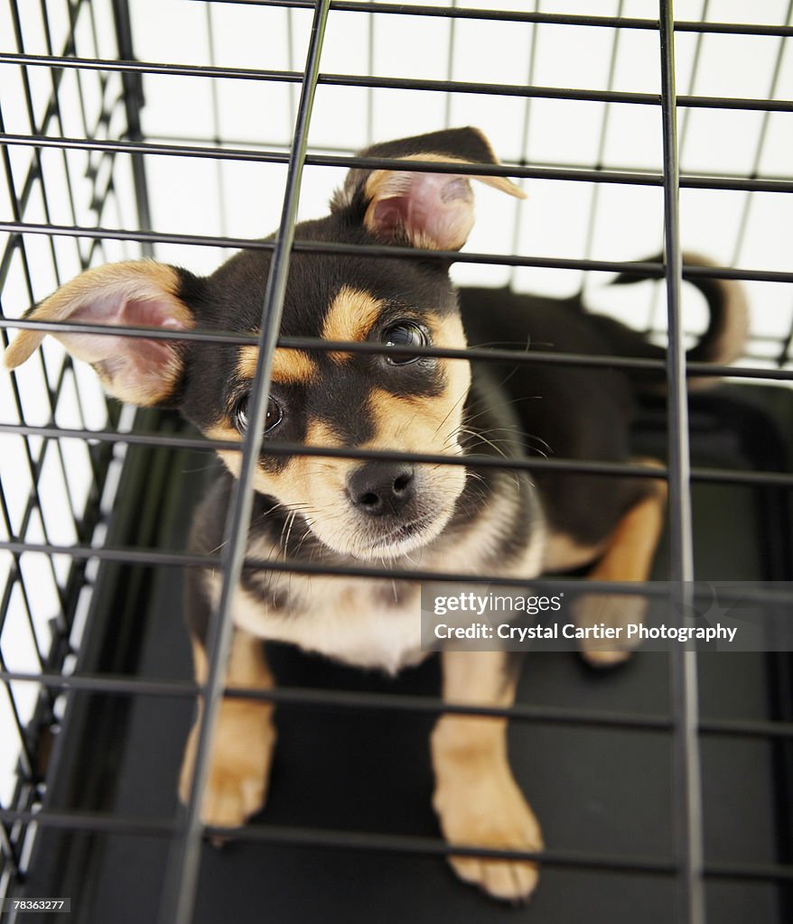 Chihuahua puppy in cage