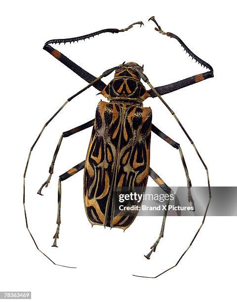 harlequin longhorn beetle - arlequim da mata imagens e fotografias de stock