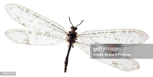 Threadwing Lion Insect 134 Ant Lion Stock Photos, High-Res Pictures, and Images - Getty Images
