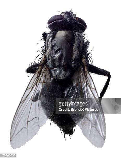 flesh fly - mosca de la carne fotografías e imágenes de stock