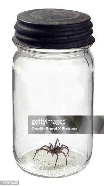 Spider In Jar 64 Spider Jar Stock Photos, High-Res Pictures, and Images - Getty Images