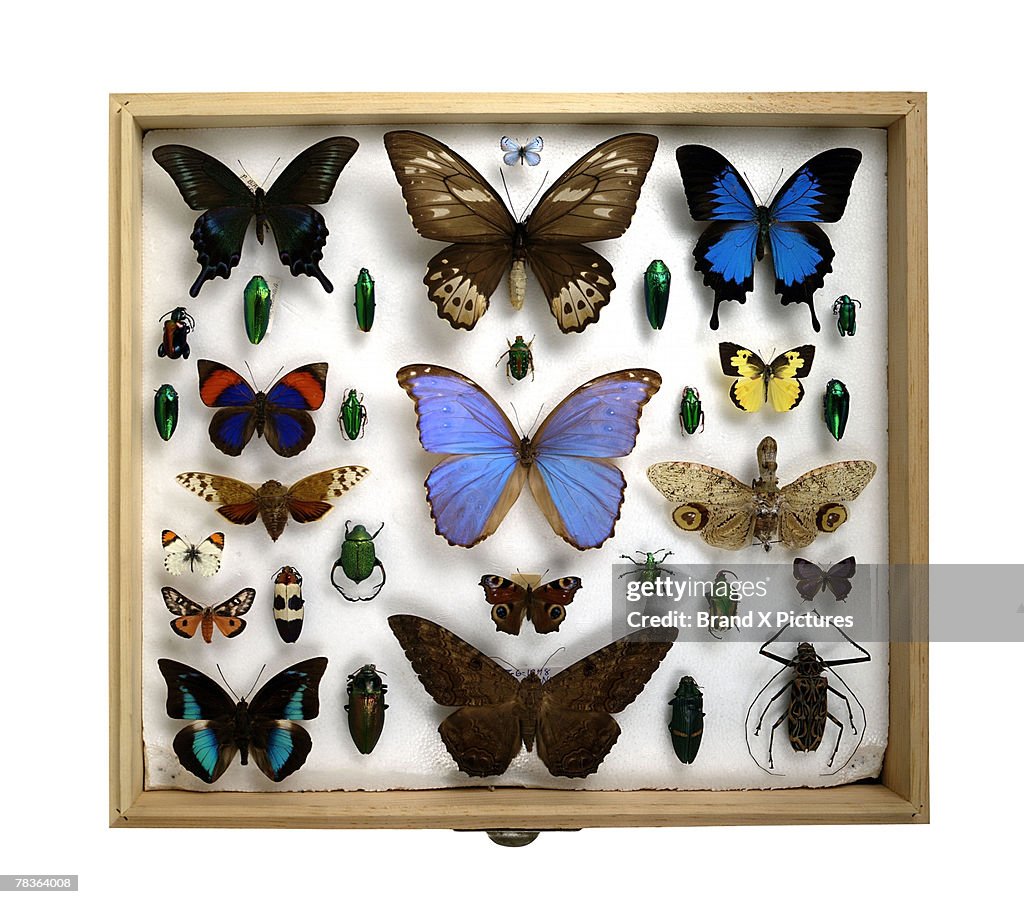 Mount Magazine Insects Collection Of Mounted Insects High-Res Stock Photo - Getty Images