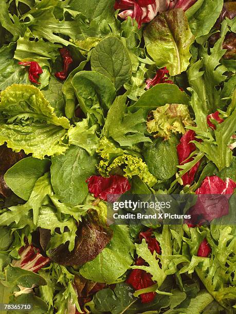 mixed lettuce salad - curly endive stock pictures, royalty-free photos & images