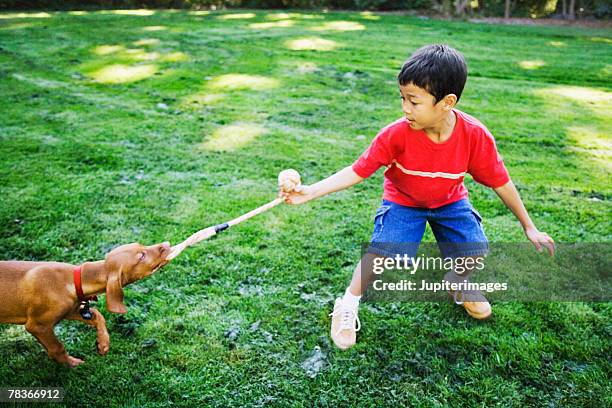 boy playing tug of war with dog - vizsla photos et images de collection