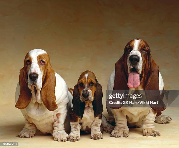 family portrait of basset hounds - basset hound puppies stock pictures, royalty-free photos & images