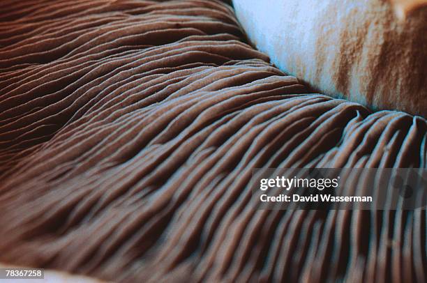 close-up of portobello mushroom - gill stock pictures, royalty-free photos & images