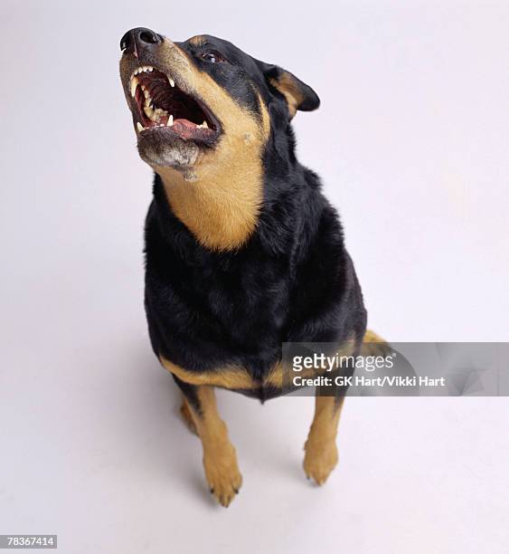 howling rottweiler - bow wow 2000 stock pictures, royalty-free photos & images