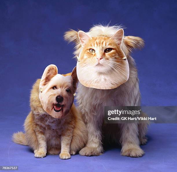 cat and dog with masks - cat costume stock pictures, royalty-free photos & images