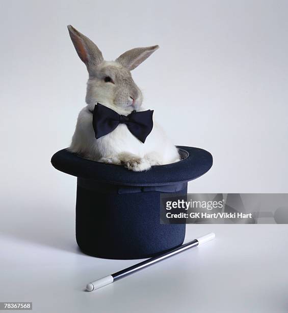 rabbit in hat - goochelshow stockfoto's en -beelden