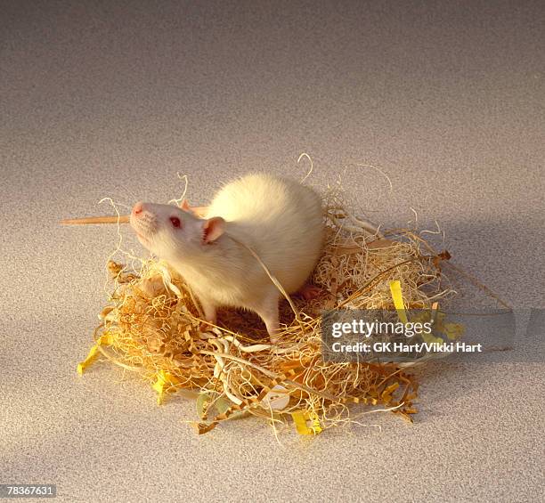 rat in nest - rats nest stock pictures, royalty-free photos & images