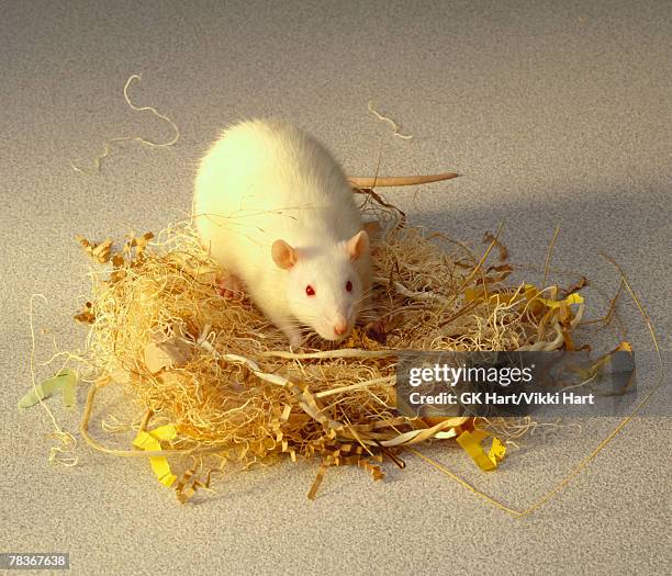 rat nest - rats nest stock pictures, royalty-free photos & images