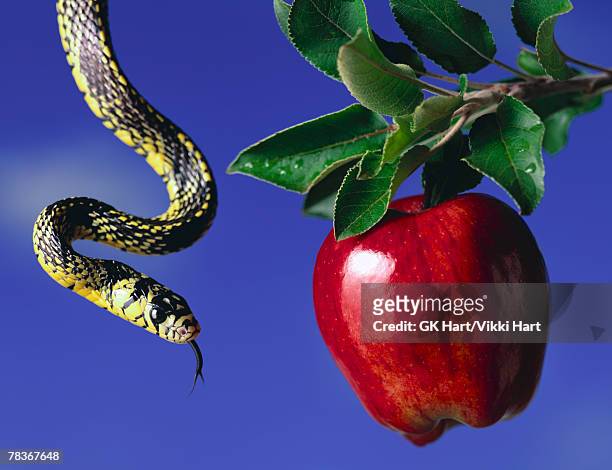 snake and apple in tree - gespleten tong stockfoto's en -beelden