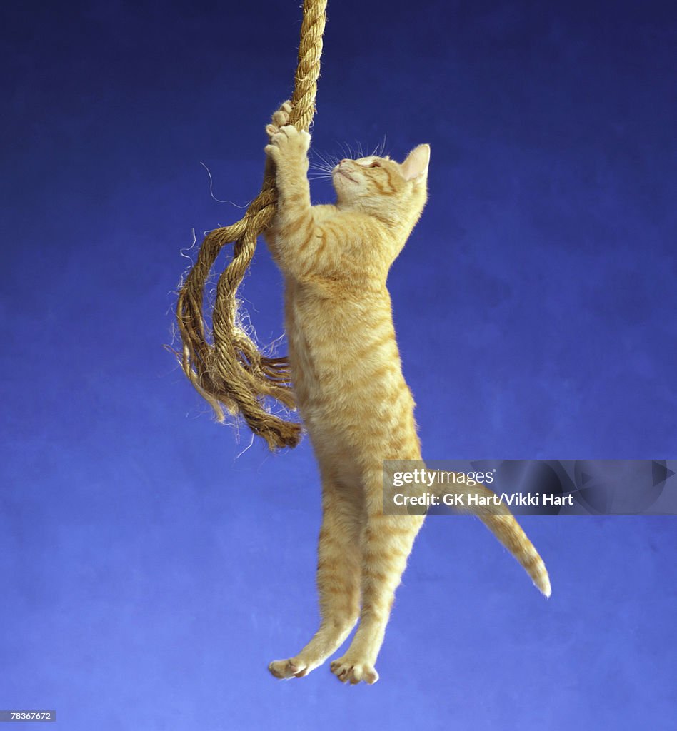 Sad Cat Rope Cat Hanging From Rope High-Res Stock Photo - Getty Images