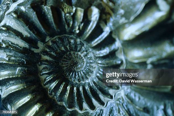 close-up of shell - ammonite - fotografias e filmes do acervo