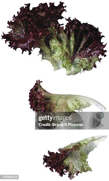 Lollo Rouge Lollo Photos and Premium High Res Pictures - Getty Images