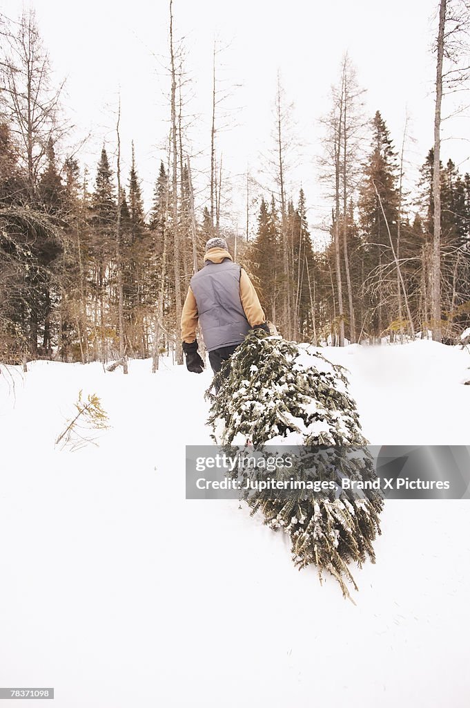 Back view of man dragging Christmas tree