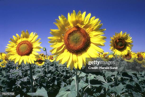 sunflowers - kansas sunflowers stock pictures, royalty-free photos & images