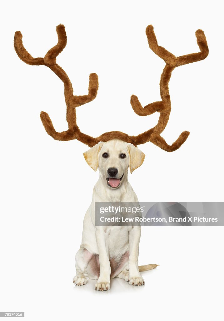 Portrait Of White Labrador Retriever Wearing Reindeer Antlers High-Res ...