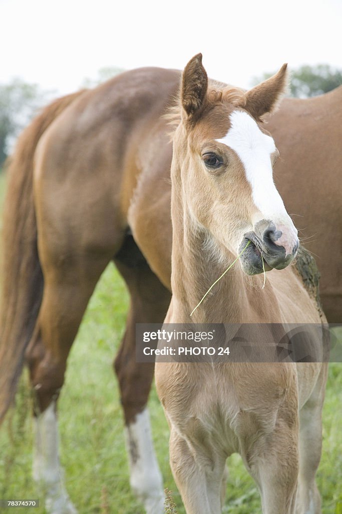 Foal