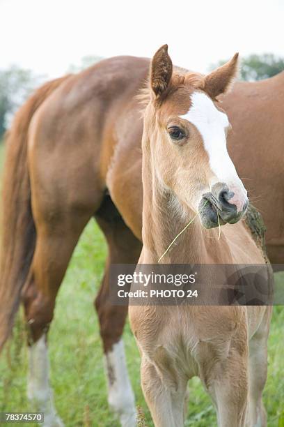 Foal, Bildbanksbilder