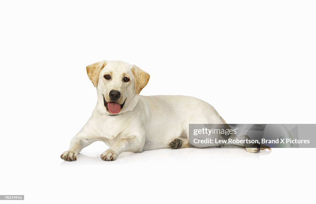 Labrador Retriever lying down