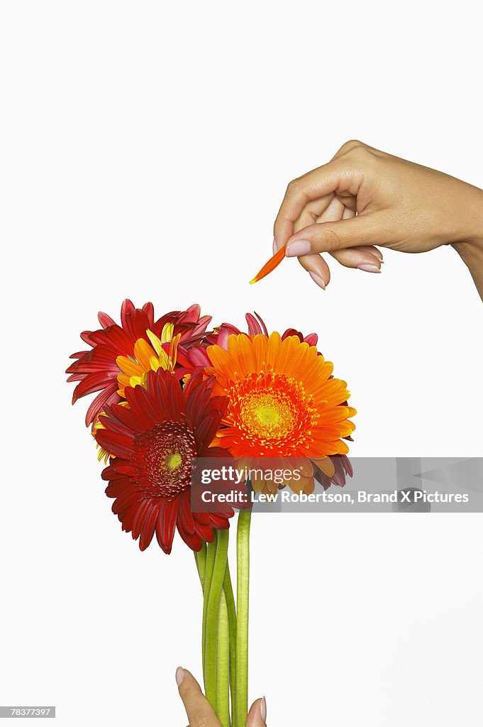 Hand plucking petal off Gerber daisy